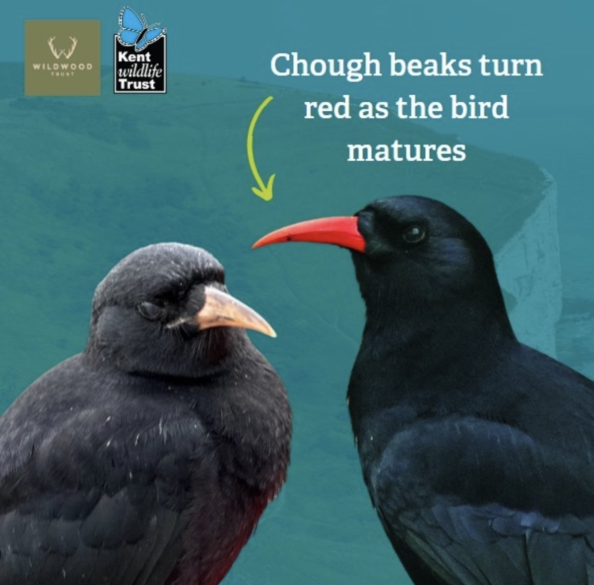 WildwoodTrust's tweet photo. 🐦Same bird but spot the difference!

👀Some of you eagle-eyed twitchers have asked if we mistakenly used Alpine Chough images instead of red-bills in our recent social media posts.

We can assure you the birds photographed are of the red-billed variety👇

1/3 https://t.co/WMkiot5cTn