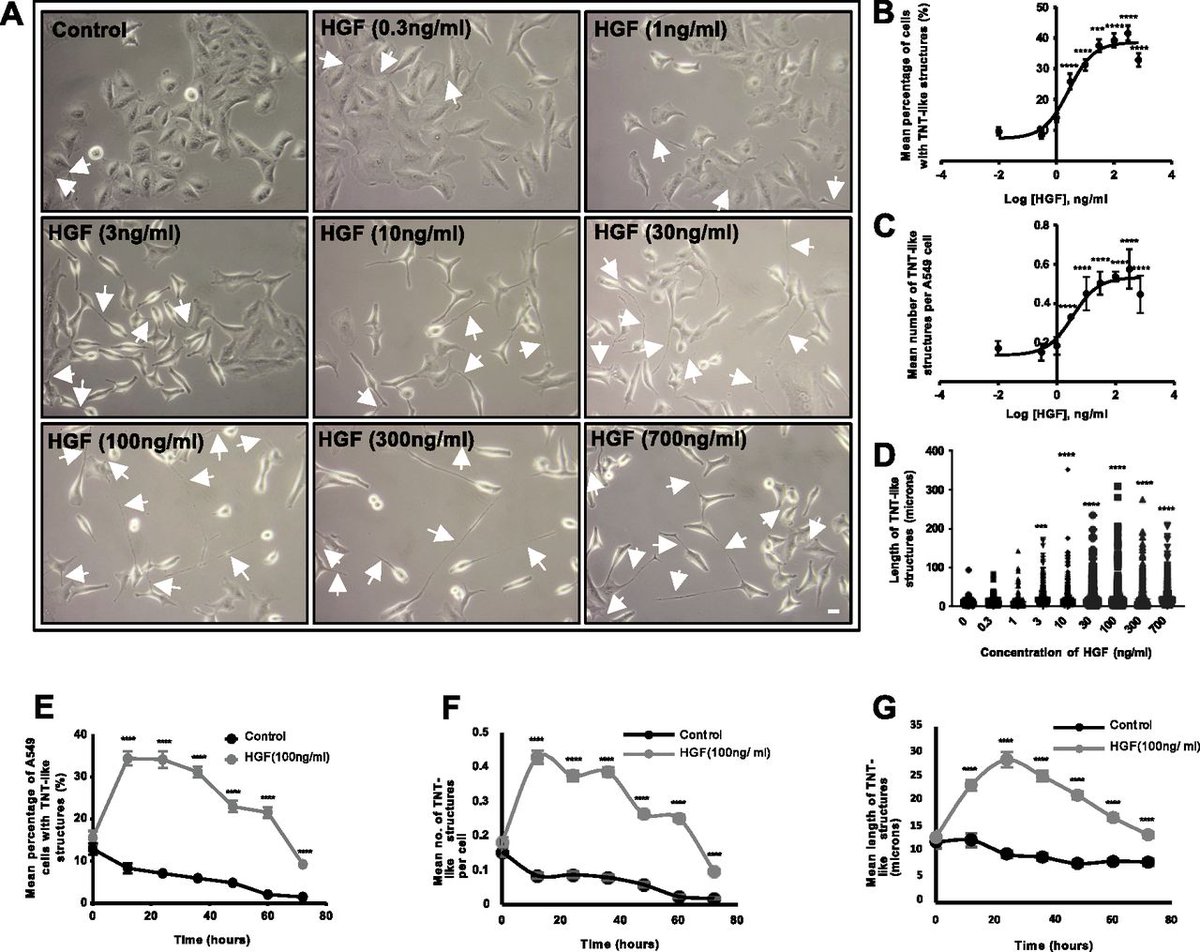 LifeScienceAlliance (@lsajournal) on Twitter photo Interactions between hepatocyte growth factor (HGF), the c-Met receptor, and β1-integrin induce tunneling nanotubes in A549 cells; paxillin & the downstream MAPK & PI3K pathways & the Arp2/3 complex drive HGF-induced TNT formation <a href="/UEAPharmacy/">UEA Pharmacy</a> <a href="/AnastasiaSobo15/">Anastasia Sobolewski</a> Interactions between hepatocyte growth factor (HGF), the c-Met receptor, and β1-integrin induce tunneling nanotubes in A549 cells; paxillin & the downstream MAPK & PI3K pathways & the Arp2/3 complex drive HGF-induced TNT formation <a href="/UEAPharmacy/">UEA Pharmacy</a> <a href="/AnastasiaSobo15/">Anastasia Sobolewski</a>