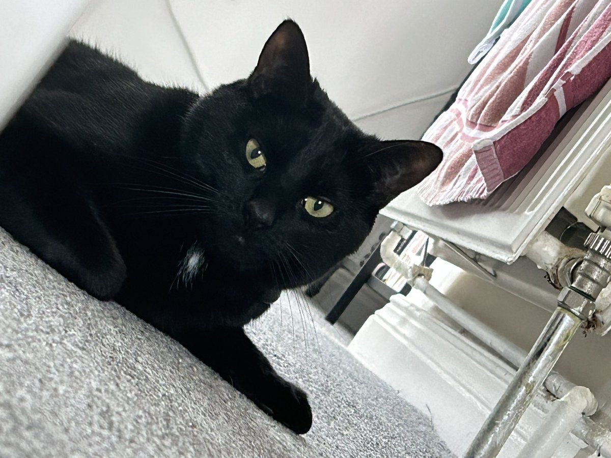 ScoobyySue's tweet photo. Happy #InternationalCatsDay  love from #LordTubbington #Oscar and #Henry #mycat #daughterscats #ourcats ❤️ #CatsofTwittter #love https://t.co/ILAd7XruTX