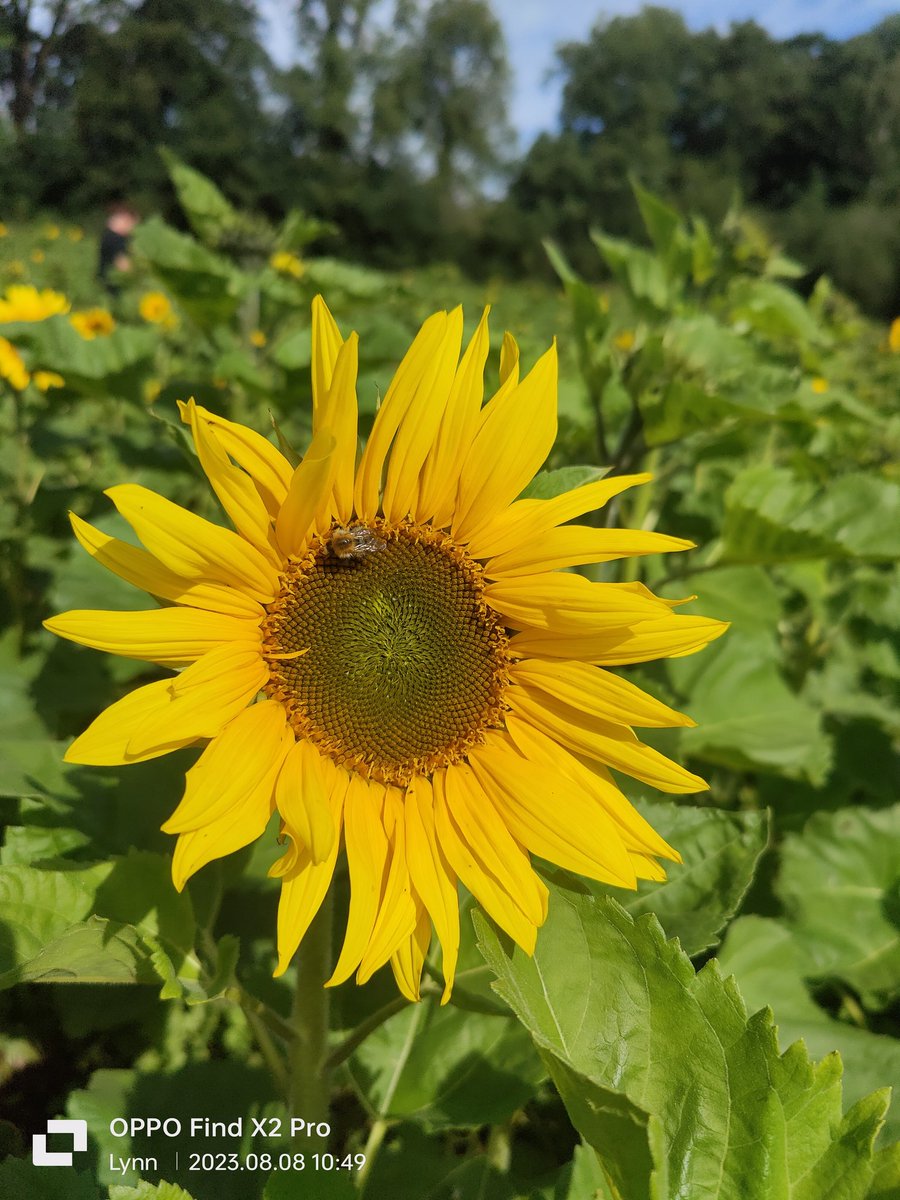 LynnEls27's tweet photo. Beautiful busy bees working hard on the sunflowers
@SouthernHSCT 
#BannvaleDayCare
#Sunflowers
#BusyBees https://t.co/j6qi2rPNQS