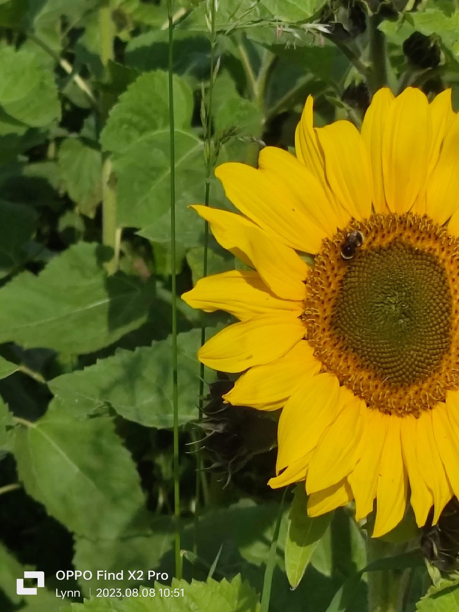 LynnEls27's tweet photo. Beautiful busy bees working hard on the sunflowers
@SouthernHSCT 
#BannvaleDayCare
#Sunflowers
#BusyBees https://t.co/j6qi2rPNQS