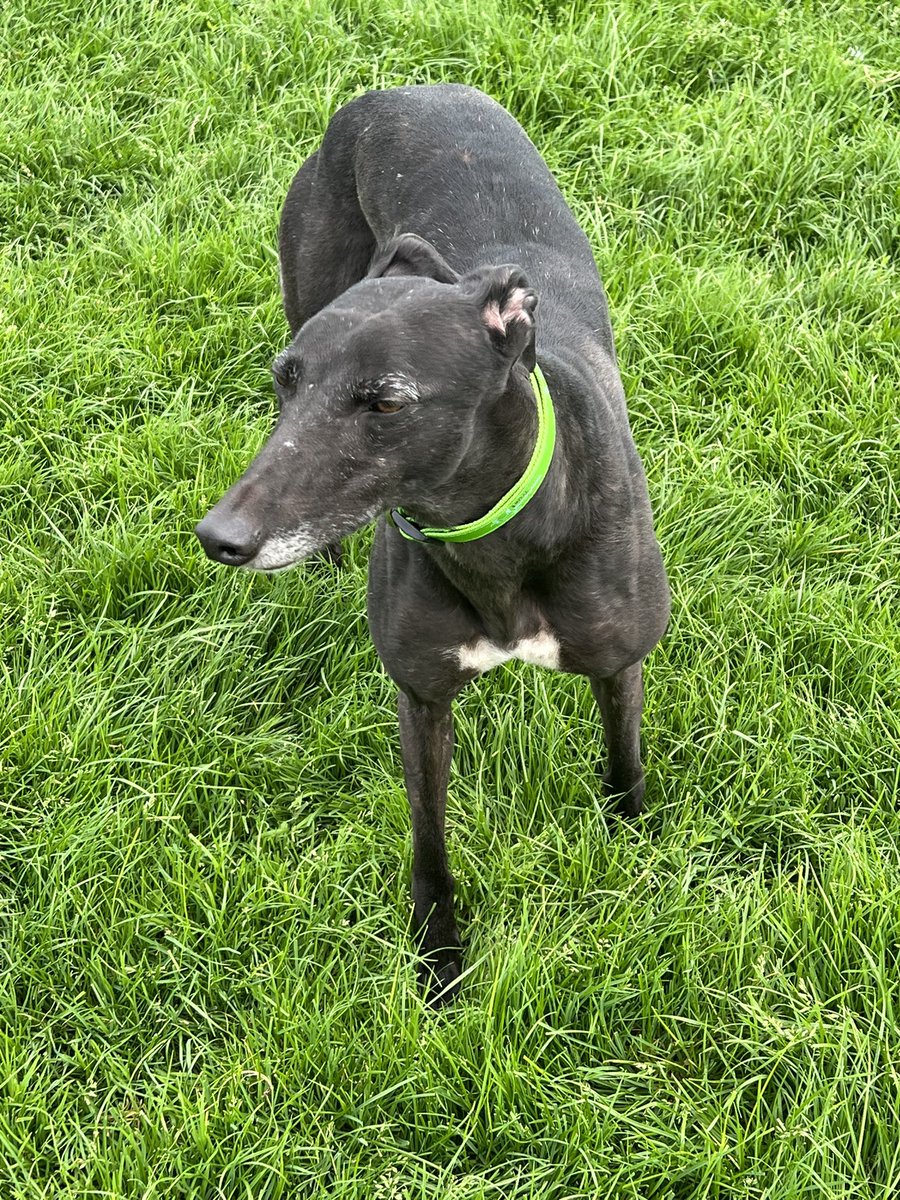 JubileeKennels's tweet photo. Just added to the @greyhoundtrust website - #ViewJody

15 wins (and a lot of seconds 🤣) from 102 races at @NewcastleDogs 

Jody is a beautiful little black girl with white flecks down her back and accents around her eyes and muzzle, she’s a stunner with a shiny coat. She’s a.. https://t.co/rmGPgBqqFT
