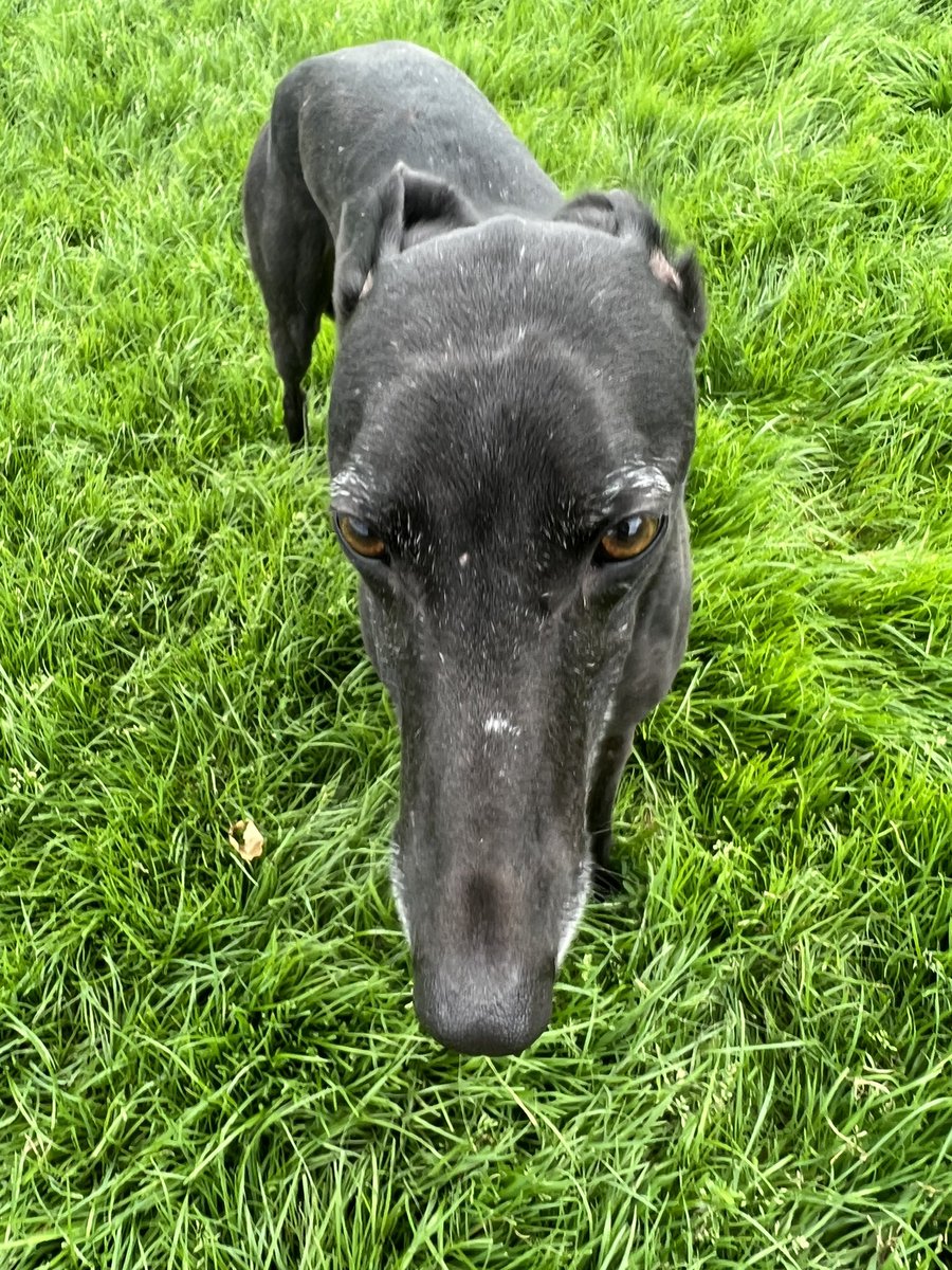 JubileeKennels's tweet photo. Just added to the @greyhoundtrust website - #ViewJody

15 wins (and a lot of seconds 🤣) from 102 races at @NewcastleDogs 

Jody is a beautiful little black girl with white flecks down her back and accents around her eyes and muzzle, she’s a stunner with a shiny coat. She’s a.. https://t.co/rmGPgBqqFT