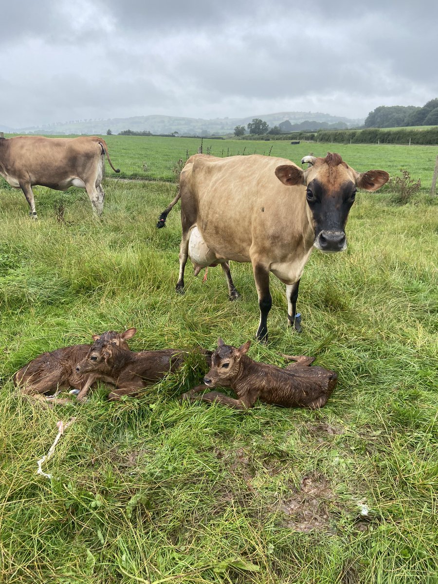 Triplets- not a scene we have seen on the farm for many years. All heifers. @ArlaDairyUK #jerseycows