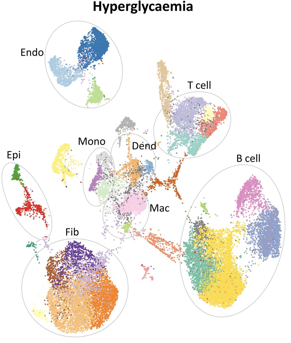 Adam Braithwaite (@braithwaiteat) on Twitter photo New pre-print online at <a href="/biorxiv_cellbio/">bioRxiv Cell Biology</a>: Multi-organ single-cell RNA-sequencing reveals early hyperglycaemia responses that converge on fibroblast dysregulation. Many thanks to all the authors. @Naveed_Akbar_ <a href="/Daan_Paget/">Daan Paget</a> <a href="/TKrausgruber/">Thomas Krausgruber</a> @Choudhury_Lab and others. New pre-print online at <a href="/biorxiv_cellbio/">bioRxiv Cell Biology</a>: Multi-organ single-cell RNA-sequencing reveals early hyperglycaemia responses that converge on fibroblast dysregulation. Many thanks to all the authors. @Naveed_Akbar_ <a href="/Daan_Paget/">Daan Paget</a> <a href="/TKrausgruber/">Thomas Krausgruber</a> @Choudhury_Lab and others.