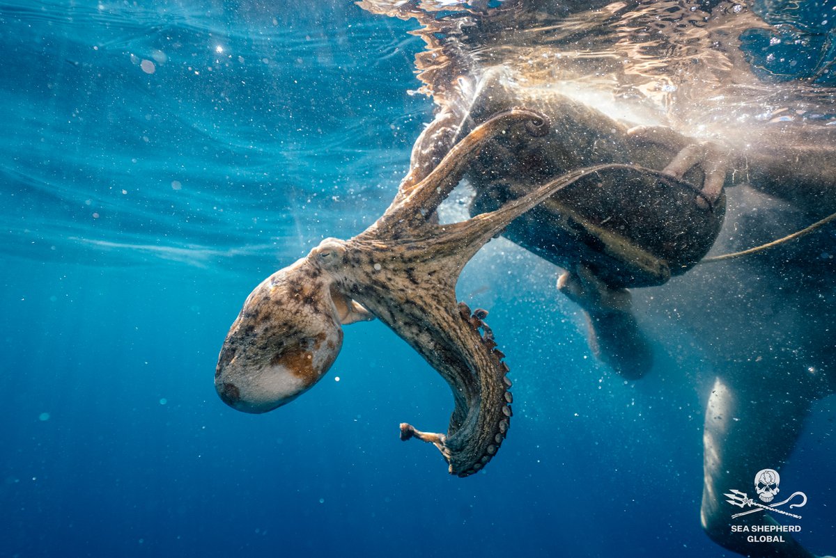 ✊#GoodNews from the Med Sea! 🌊

In just a few weeks, our crew on the Sea Eagle and Conrad have removed a staggering 3479 illegal #octopus traps together with Italian authorities, saving countless marine lives. 🐙

Learn more: seashepherdglobal.org/our-campaigns/…