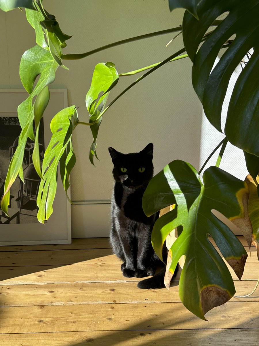 Appeel.io tweet media