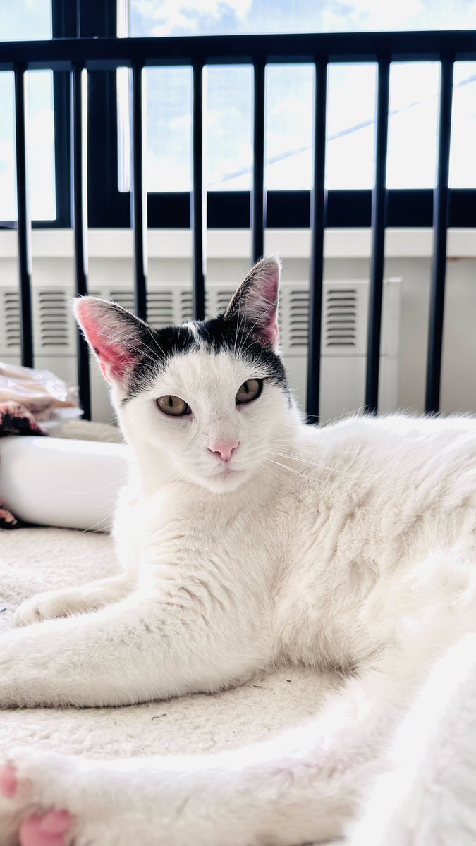 Appeel.io tweet media