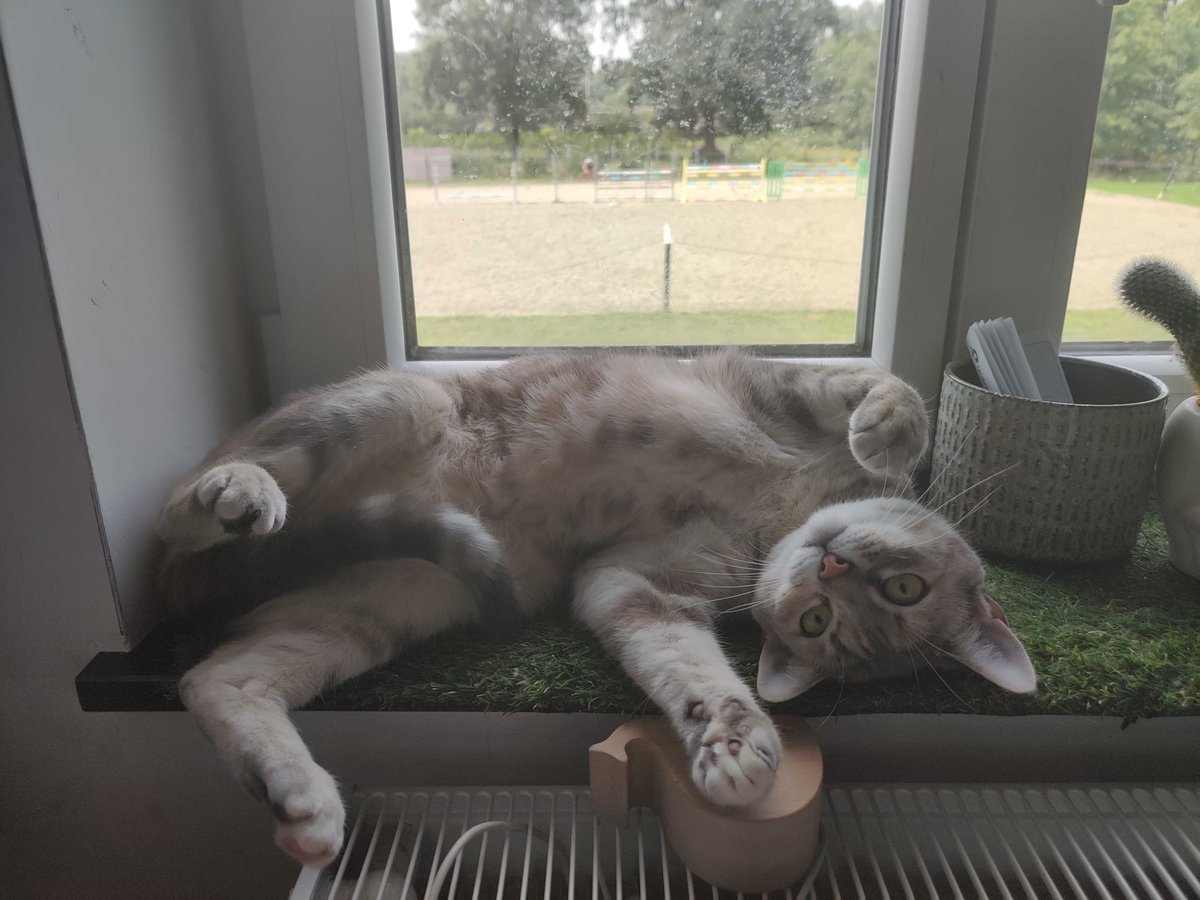 Voor alle katten die graag hun baasje irriteren door tijdens het werk op het toetsenbord te gaan liggen, ongepaste berichten te schrijven naar collega's als we op het toilet zitten, of bij elke teamvergadering zichzelf uitnodigen door op het scherm te komen. #internationalcatday