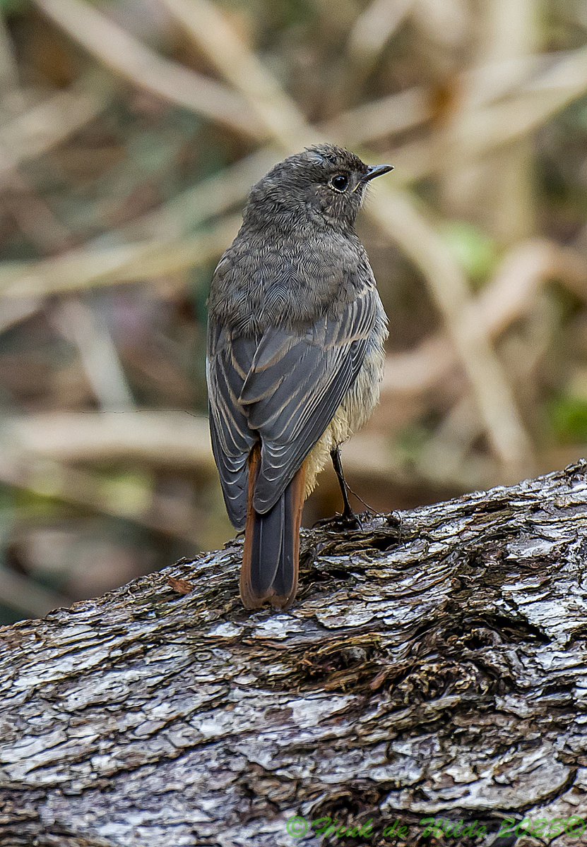 henkdew's tweet photo. 8-8-2023 #ZwarteRoodstaart #vrouwtje in #Wirdum #Gr. Prachtig #vogeltje zo nu en dan komt ze even langs . https://t.co/k0IaSecEkQ