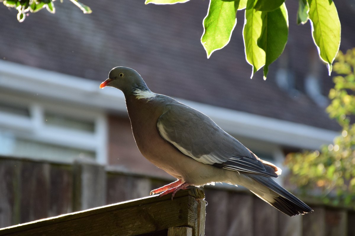 MyGarden_Uk's tweet photo. Wood Pigeons arriving for their evening meal.😀

@des_farrand
#BeautifulBirds #WoodPigeons #Pigeons #Birds #Hungry #Nature #ColoursOfNature #Posing #Evening #EveningMeal #Posing #EarningHisKeep https://t.co/UNTj4bkKgY