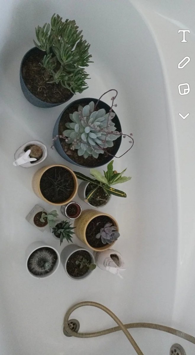 issysunflower's tweet photo. Plants in the Bath:
2022 &amp; 2023 https://t.co/EMJlcutTkF