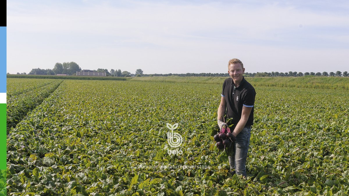 BejoBenelux's tweet photo. 🟣🛡️Het veelbelovende ras Bazzu is intermediair resistent tegen rhizomanie en heeft een goede tolerantie tegen allerlei bladziekten 🌿 💪🏻. Lees meer over Bazzu > https://t.co/tlXJFJfTrj
__
#Bazzu #resistent https://t.co/TyaS9HFJSy
