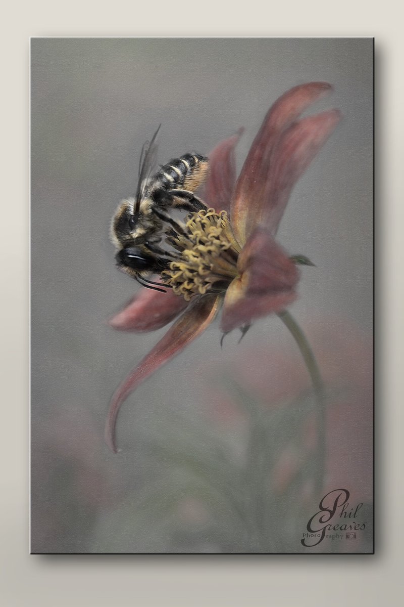 Leafcutter Bee. 🐝
#bee #solitarybees #photography #photoart #photopainting #nature #wildlife