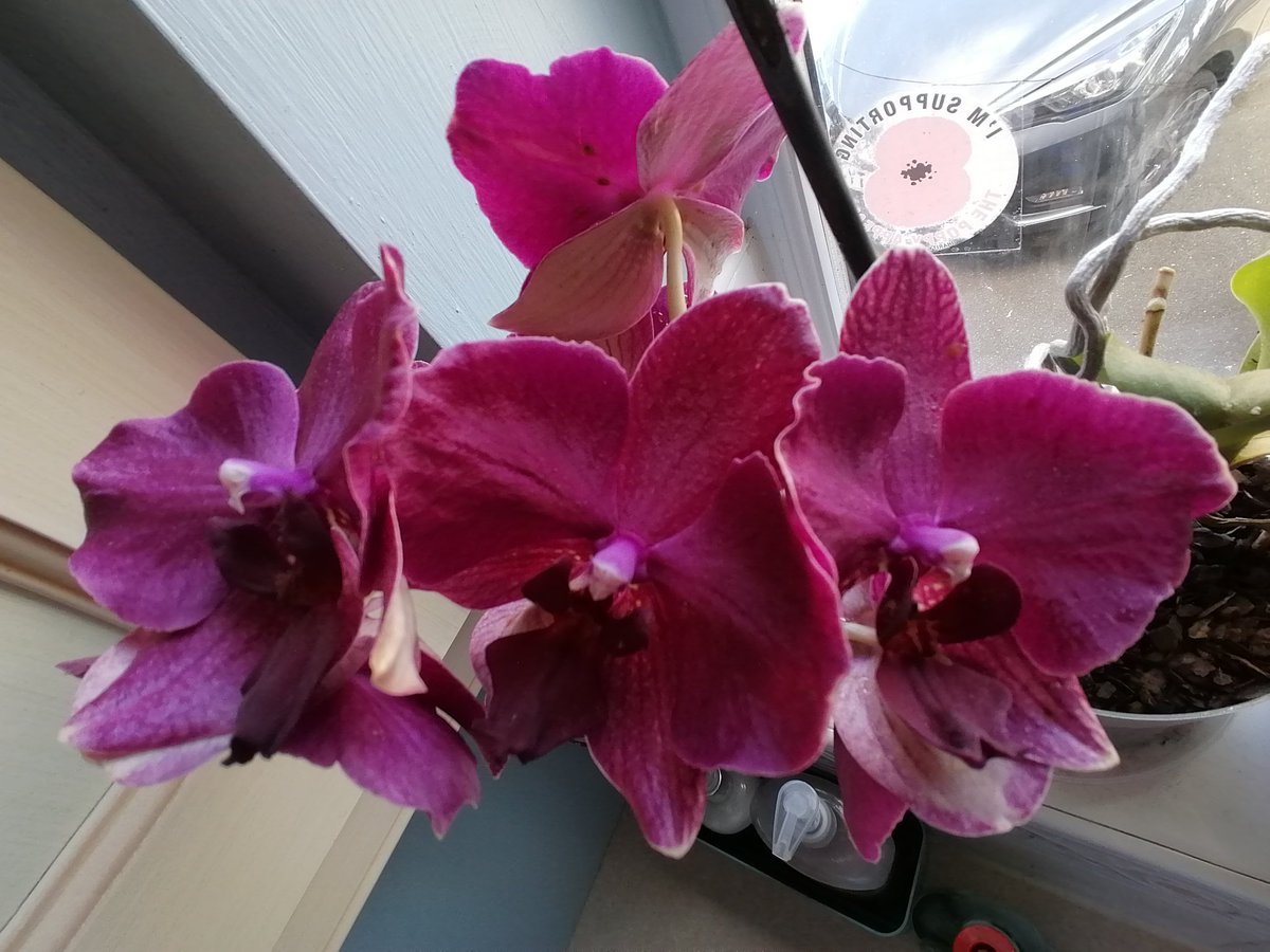 Celebrating 28 years in the NHS today. If I was 'married to the job' orchids would be the anniversary gift for 28 years together. So here's a picture of one of my orchids instead 😂🎉💙 #NHS75 #OccupationalTherapy