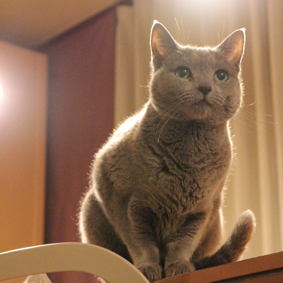 103noa's tweet photo. #世界猫の日
にゃんこ達みんな幸せに！

https://t.co/KjnGsl7rTq https://t.co/Q90MxBc27p