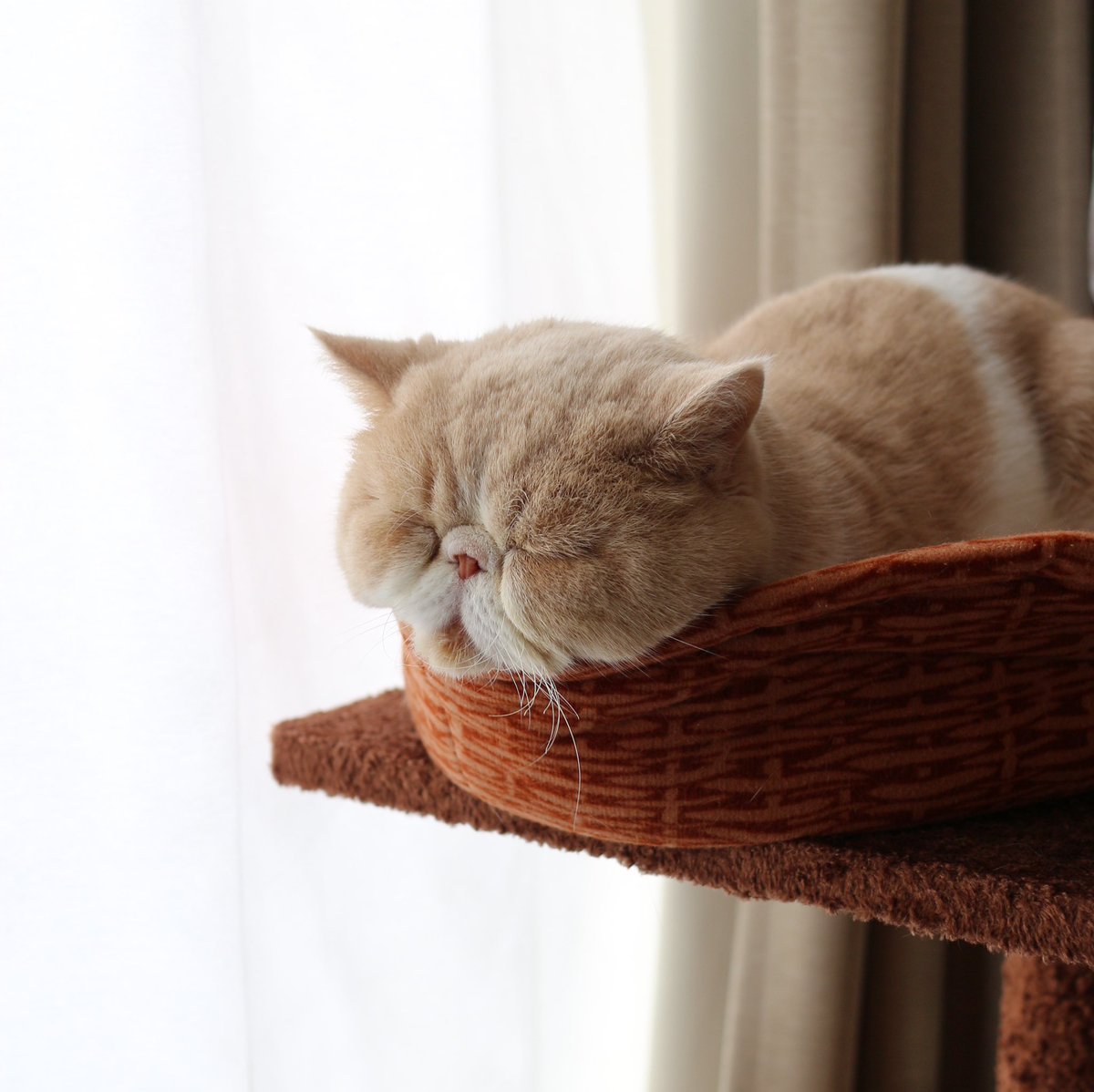 103noa's tweet photo. #世界猫の日
にゃんこ達みんな幸せに！

https://t.co/KjnGsl7rTq https://t.co/Q90MxBc27p