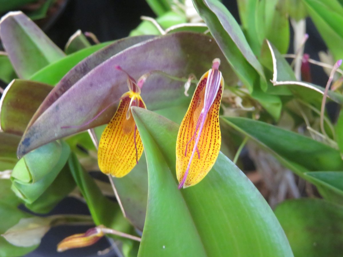 Khaph's tweet photo. Restrepia and Cattleya 'Beaufort' for if you like orange. Also seen at the Harlow Carr orchid display. #orchids #HouseplantHour #restrepia #cattleya https://t.co/IGv8W8mwdY