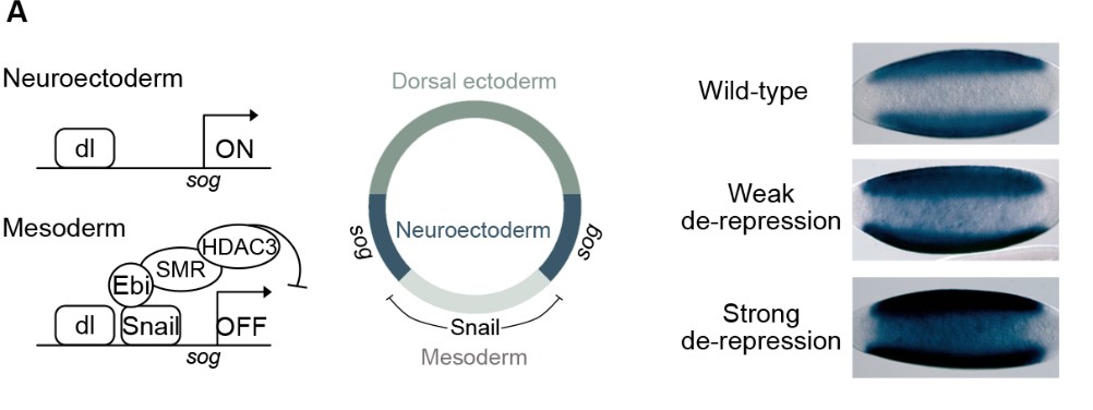 Decoupling HDAC3's roles in gene activation and repression

Read this Research Highlight showcasing work by Min Tang, Mattias Mannervik <a href="/MannervikLab/">Mannervik Lab</a> <a href="/Stockholm_Uni/">Stockholm University</a> and colleagues:

journals.biologists.com/dev/article/15…
