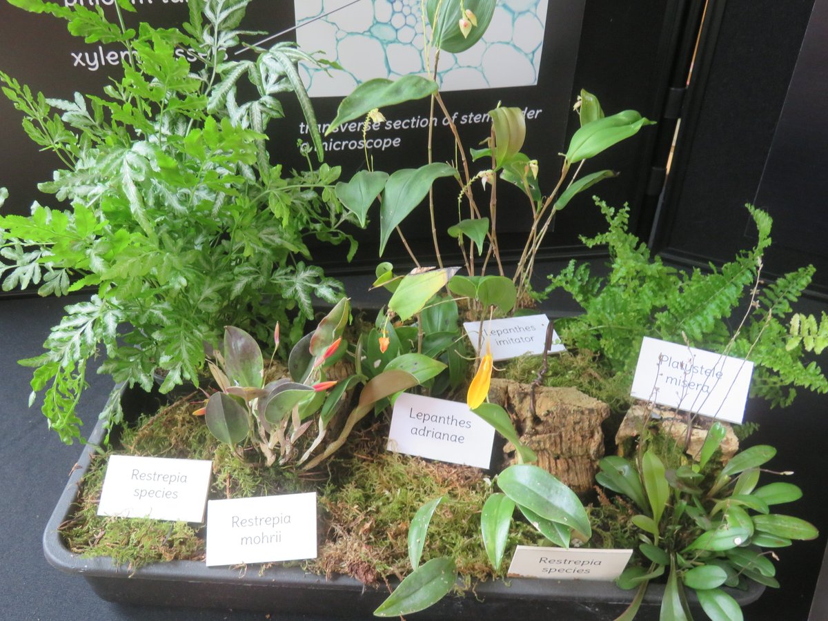 Khaph's tweet photo. Displays of small orchids at the @RHSHarlowCarr orchid display. I like these group plantings. #HouseplantHour #orchids #restrepia https://t.co/5pIPPgwj7x