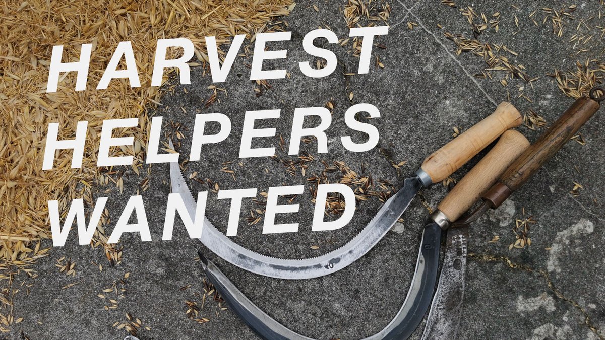 Harriet Gendall (@harrietgendall) on Twitter photo Come help reap "pillas". We've been trialling the reintroduction of this 'forgotten' oat to West Penwith, Cornwall, where it was last cultivated in the mid-1800s. Dates weather- and ripening- dependent over the next 2-3 weeks. DM if interested. Come help reap "pillas". We've been trialling the reintroduction of this 'forgotten' oat to West Penwith, Cornwall, where it was last cultivated in the mid-1800s. Dates weather- and ripening- dependent over the next 2-3 weeks. DM if interested.