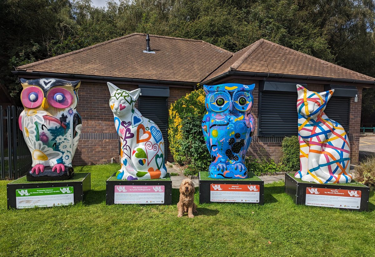 the_cockapoo's tweet photo. Lots of #owls and #pussycats in #Halewood #knowsley! https://t.co/KYsEiFYF5q