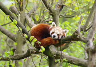 ILoveRedPanda1's tweet photo. https://t.co/W3huPuKtt9