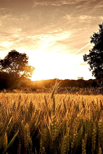 BreadBakersIrl's tweet photo. Understanding food hypersensitivities is important, especially in a world where there is a lot of misinformation on the topic of food allergies and food intolerances... Find out more here ๐
https://t.co/tP4WLJB4XC
#DidYouKnow #IBBA #IrishBread #BreadFacts https://t.co/HjH19ShIAE