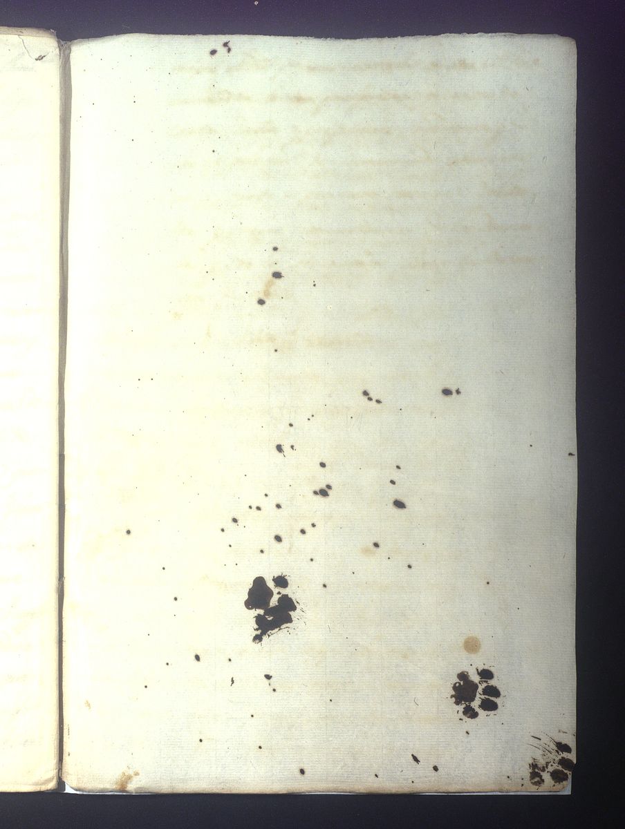 ArchivosEst's tweet photo. 🗓️ En el #DíaInternacionalDelGato🐈, el Archivo de la Corona de Aragón #ACA os enseña las huellas de un curiosón que debía andar paseándose cerca del tintero y plantó su firma para la posteridad🐾

@culturagob https://t.co/feZ2RvpKZp
