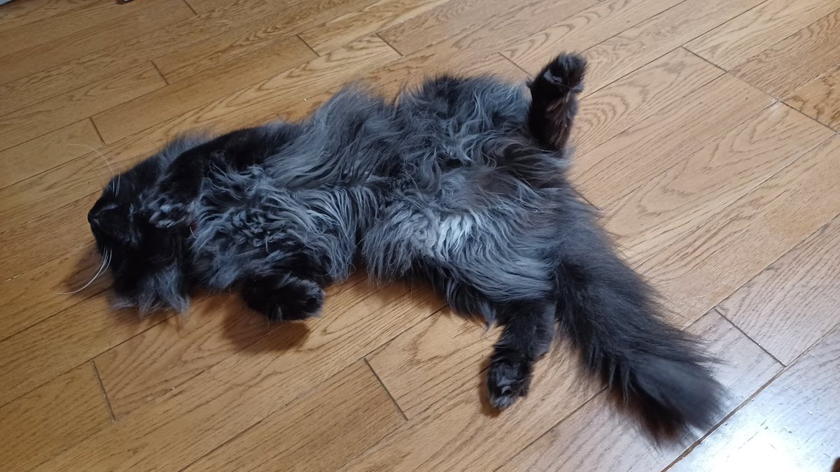 RockyFuruya's tweet photo. 今日は世界猫の日
うちのモジャモジャは暑さでもうどーにでもしてくれ状態 https://t.co/1dujgwqXRs