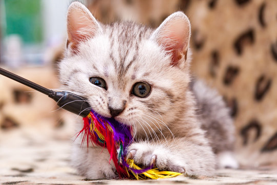 GaryGjl's tweet photo. Happy International Cat Day Everyone 🥳🐱
We love our cats here at GJL, This year the focus is on Play! 
https://t.co/BsdZs8ZBrx
#internationalcatday #PurrfectPlay #PURRFECT #norfolk https://t.co/1yDAXkiP3P