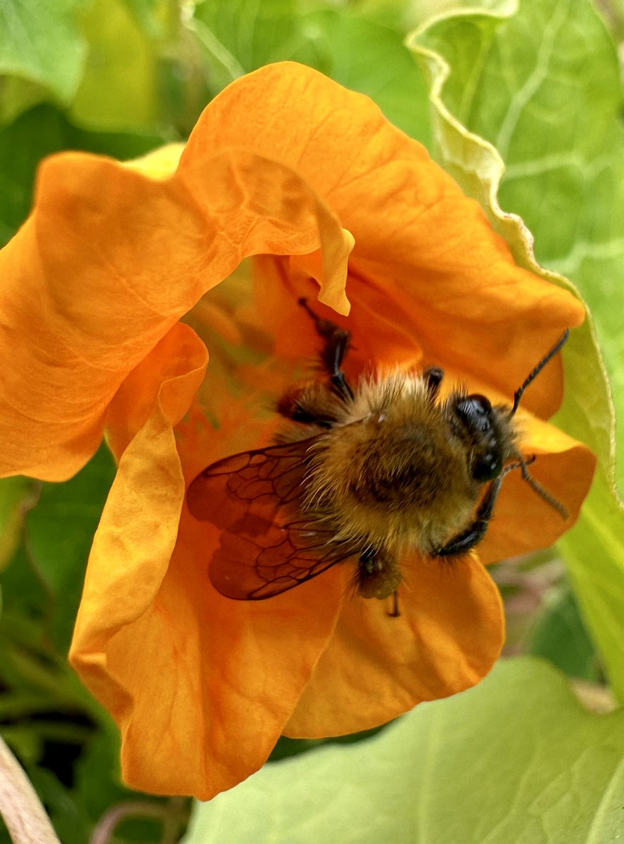 plantsbloke's tweet photo. We gardeners love the bees! #pollinators #bees #flowers https://t.co/p40fXGaK4p
