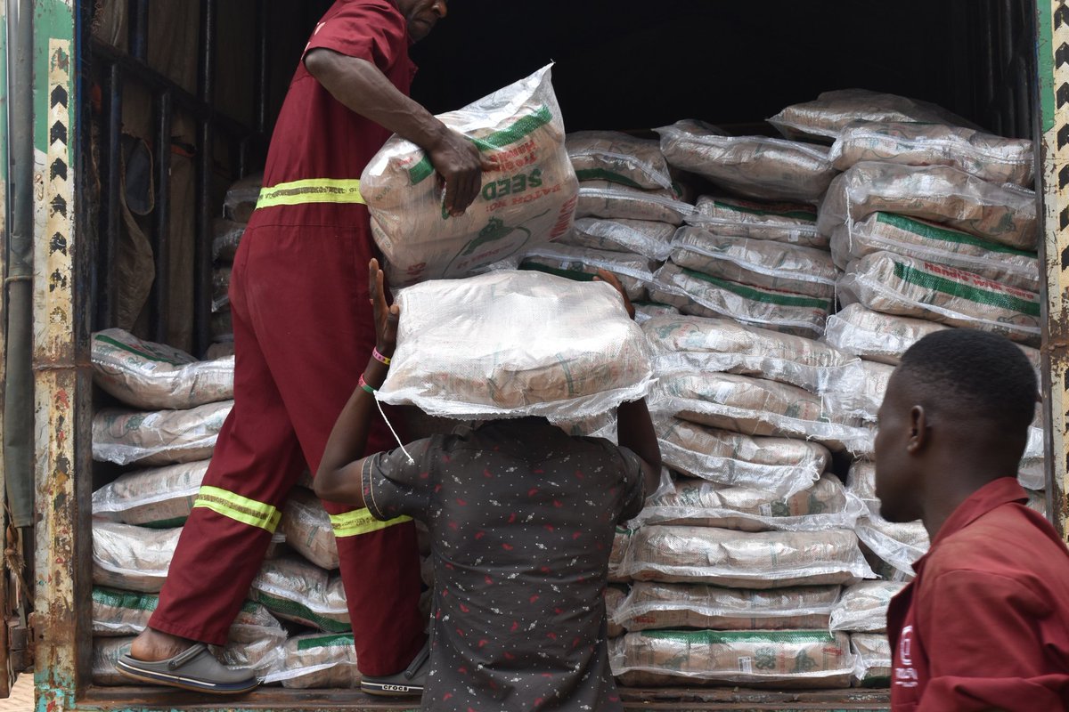 agrosupplyug's tweet photo. The new season is here, we are getting seeds to farmers quickly so they can plant on time.
Visit our store at Kingsway plaza, Container Village Shop No G-13, Kampalaor contact us 0800100046(Toll-free) 4 more information.
Dont miss out on a successful season
#Farming4theFuture https://t.co/cD9HzZOwz2