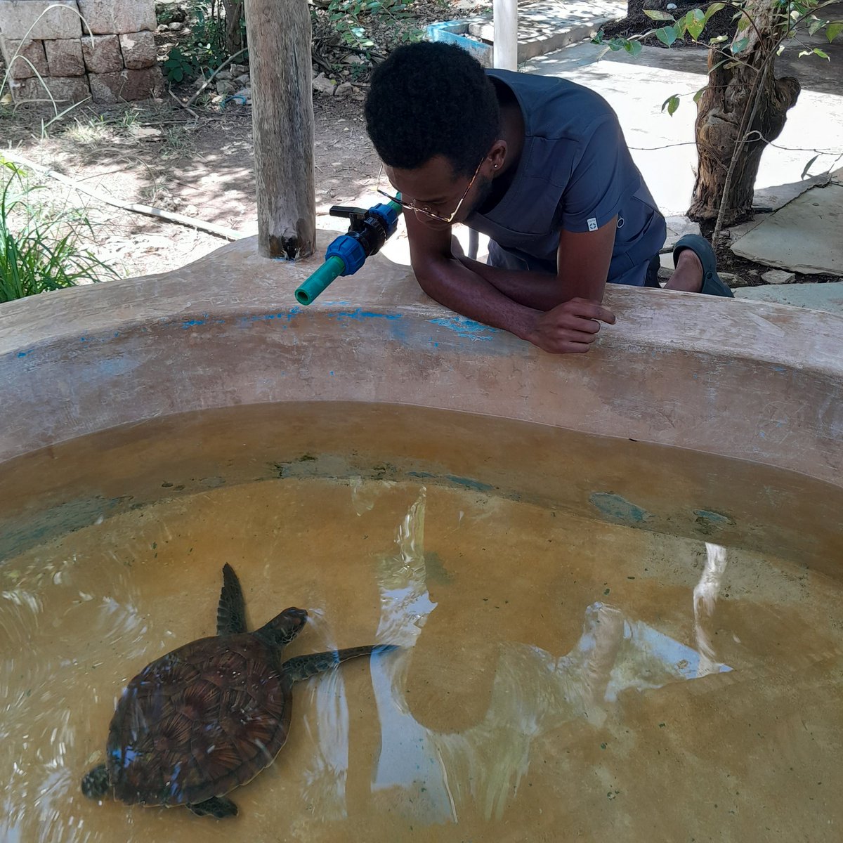 This is Whitney 🐢 😍
She found herself in the fishermen's net as bycatch 🌊🎣.
The responsible fishermen alerted @LocalOceanCo 
How do Conservationists work with the local fishermen? Dr @fkmbai explains Fishermen's Vital Role in Turtle Conservation 🐢🌊
 #pentvets #marinelife