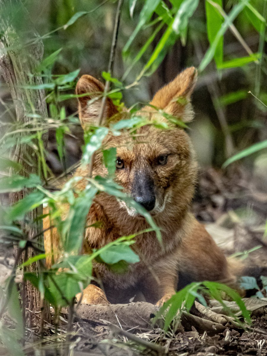 Wild dog awaiting his pack!
#TwitterNatureCommunity 
#IndiAves #NatureBeauty #Canon #ThePhotoHour #wildlifephotography
#nature_perfection #natgeowild #natgeoindia #EarthCapture #EarthInFocus #wildlifeiG #tadoba @mytadoba @natgeowild @NatGeoIndia @NatGeo @BBCEarth #wildlife #wild