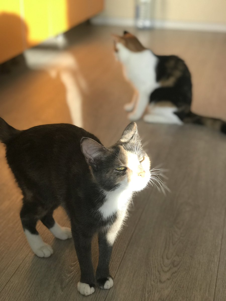 Today is World Cat Day🐱
And here are mine. 

It is believed that animals look like their owners. 
I agree with that. Often I go with this expression😑😂😂