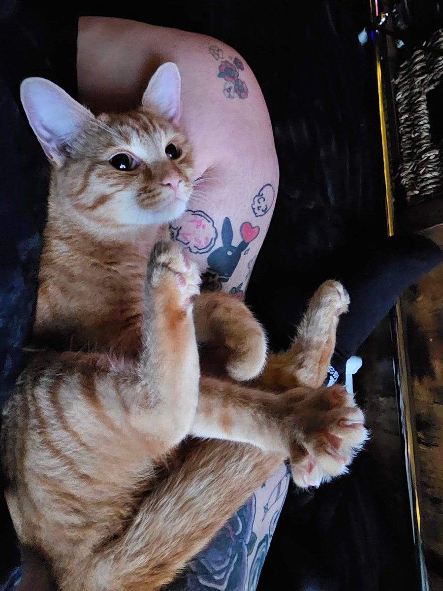 CatsMissing's tweet photo. #FindPippin One Year Old Male INDOOR #LostCat Vanished 4/8/23 around 6pm Royal Sussex Crescent Old Town area #Eastbourne
Neutered Microchipped #ScanMe #MissingCatsUK
Dark orange rings around arms &amp; legs
Squeaks when tries to meow
If seen approach carefully
https://t.co/rG9WlDsdRA https://t.co/3CJGynj1NU