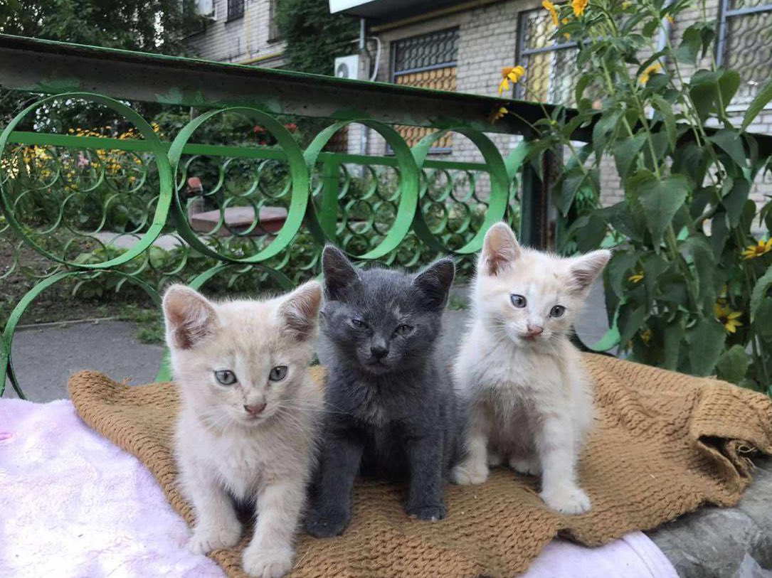 UAnimals.ENG 🇺🇦 tweet media