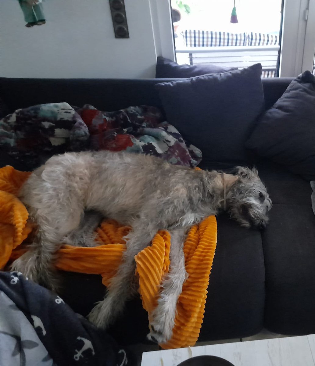 Hat jemand einen tip, wo man Zubehör für große Hunde kaufen kann? (Mit groß meine ich wirklich sehr groß 😅) hab zwar schon n paar Dinge gefunden aber nichts was wirklich schön ist/passt ect. 🥰