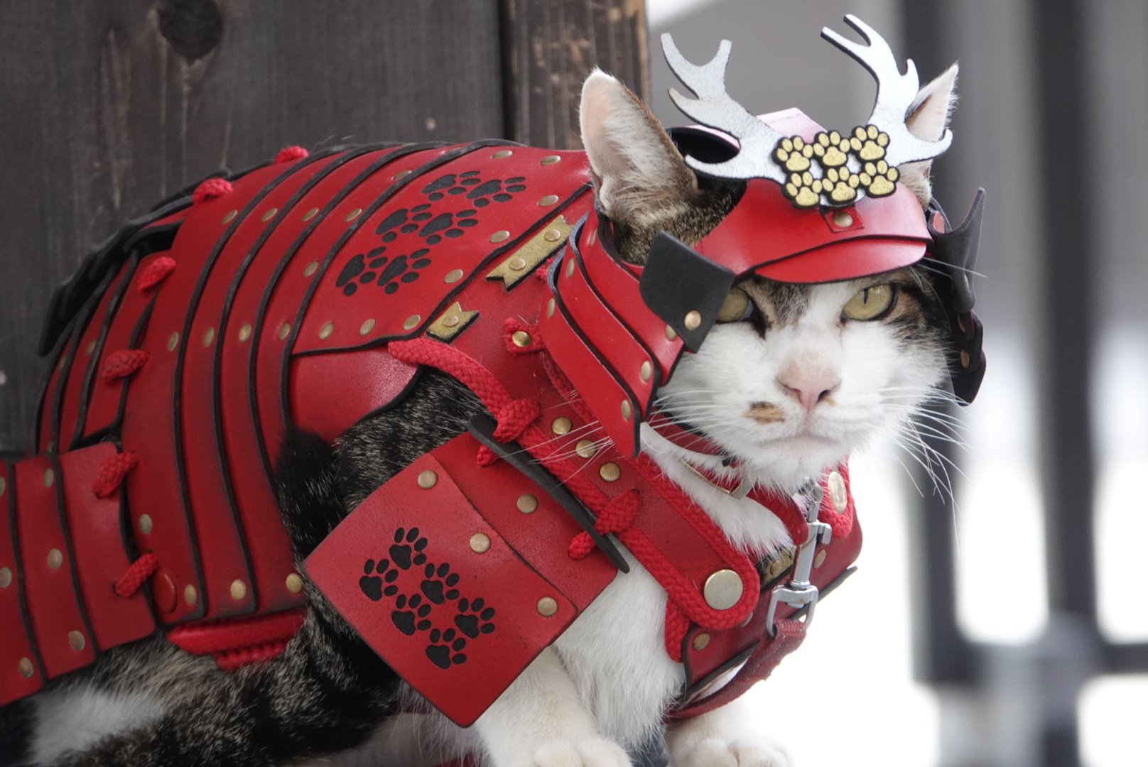 ねこ♪ 楽天市場】猫爪とぎ つめとぎ 猫のトンネル 引っかき板 段ボール