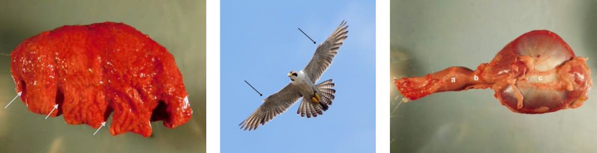 An understanding of #avian #anatomy is essential for all facets of medical care. LV's NEW Avian Anatomy Teaching Module is RACE-approved for 1h of CE credit. Learn the basics OR use as a quick clinical refresher buff.ly/3DShurj  #ContinuingEducation