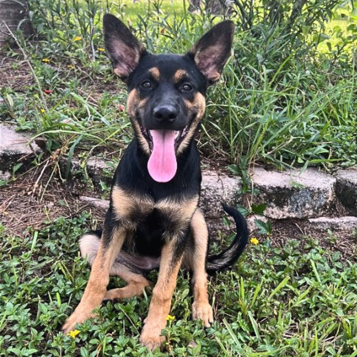 Available for adoption! Hi my name is Sasha. I like enjoying time with loved ones and snuggling. I also like running in the yard, playing with my toys, and playing fetch. I am friendly towards others. Please fill out an application at: bit.ly/36Y9WBU