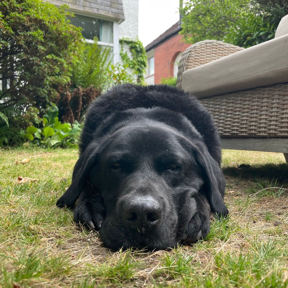 The head resting on the paws ❤️

What’s your favourite position your dog lays in?

📷 Martin Breen