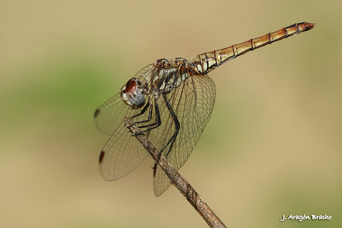JoseAragonB's tweet photo. Trithemis annulata hembra.
Estepona (Málaga), Julio de 2023
Sony RX10M3   f/5.6   1/500s   ISO100 https://t.co/nKQ1aB6KAT