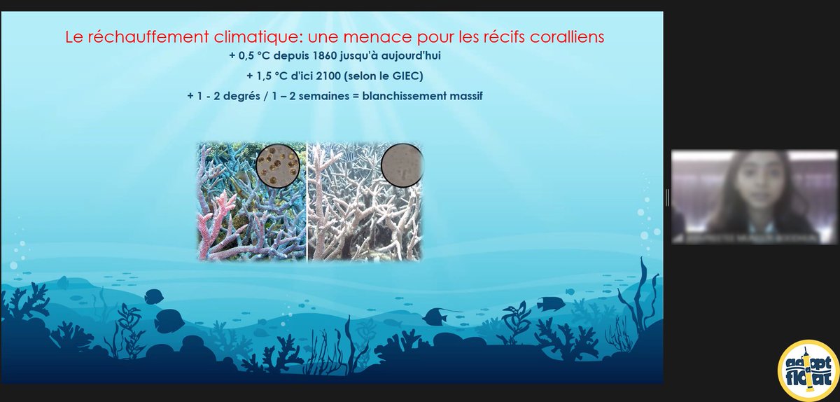 adopt a float tweet media