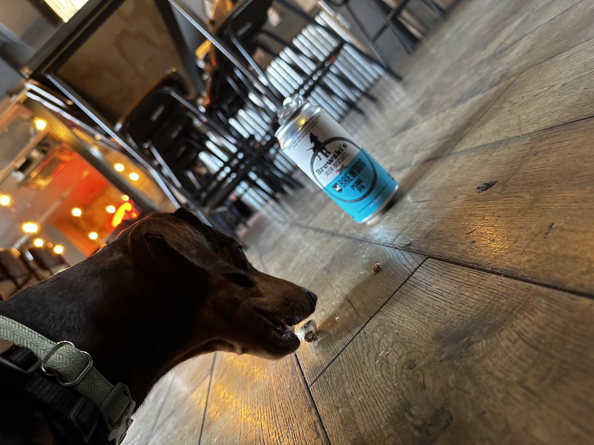 drewduffy's tweet photo. @BrewDogJames @BrewDog Made BrewDog dog biscuits that my dog can eat while I have a drink 🍻everyone’s a winner 🎉 https://t.co/up0FKkz5Ap