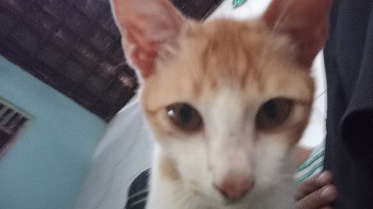 Yeye20425999's tweet photo. @binance My cat #BinaceCat https://t.co/haNmIlVZJ9