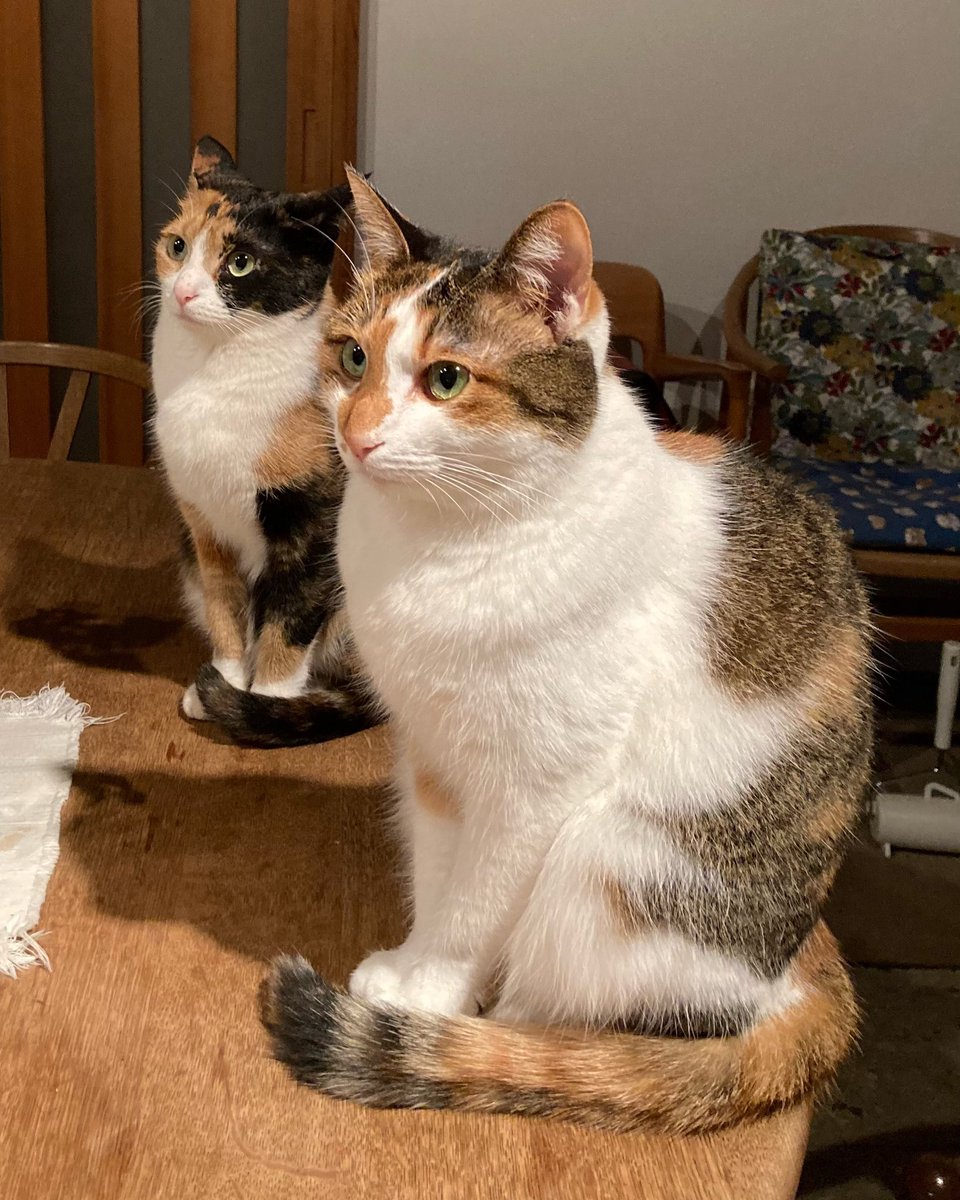 maya_szk's tweet photo. 🐈‍⬛🐈世界猫の日🐈🐈‍⬛
猫達の幸せを願って…
#世界猫の日
#世界猫の日2023
#三毛猫
#縞三毛
#縞三毛猫更紗と三毛猫紬 https://t.co/D8x8cCHTdc