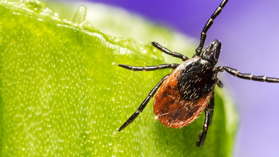 NACEresearch's tweet photo. Did you know it's tick season in 🇦🇺?
Prof Sheryl van Nunen OAM, NACE Insect Allergy Stream Co-chair, told @SBSNews about her world-leading research into tick-bite induced Mammalian Meat Allergy.
Read more on our website 👉 https://t.co/NJm1NwbMvu
#InsectAllergy #TickBite https://t.co/bXEBC17UUe