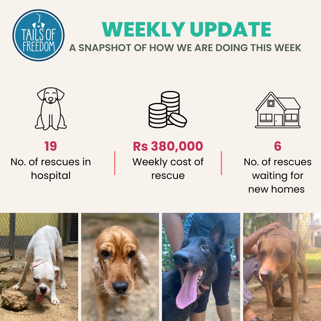 Here's a quick recap of our week! We hope to keep you, our community, updated as much as we can. 

Your support, donations, comments and shares are what keep us going so please don't stop 🙏🏽 

#Rescue #Welfare #RescueAnimals #TailsofFreedom #Adoptdontshop #Colombo #Srilanka